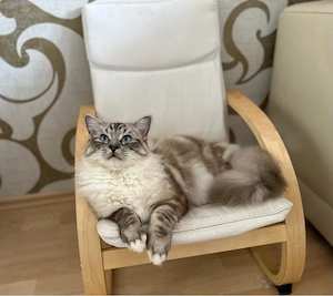 Ragdoll Deckkater Bild 3
