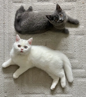 Reinrassige BKH Kitten