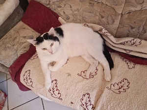  Liebevolles Zuhause für Kater Malgus (4 Jahre) gesucht 