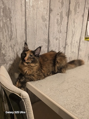 Reinrassige Mein coon Kitten mit Stammbaum 