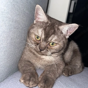 britisch kurzhaar Katze 