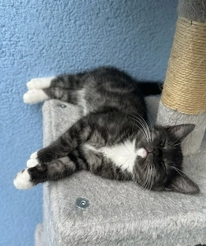 Ragdoll Mix Kätzchen Weibchen