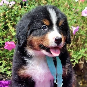 Berner Sennenhundwelpen   Bereit für ihr neues Zuhause
