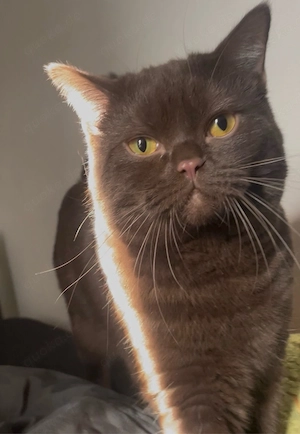 Unser wunderschöner BKH Kater steht gesunden Katzendamen zum Decken zur Verfügung
