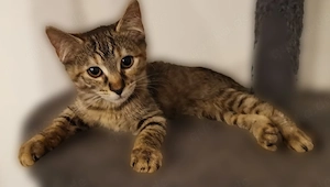 1.2 seltene Torbie Cashmere Bengal Kitten ab Ende Juli in Liebevolle Hände abzugeben!!