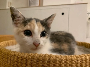 katzenbabys kitten