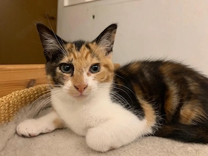 katzenbabys kitten