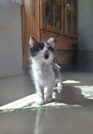 Kitten Katzenbabys