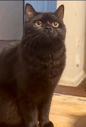 bkh kater 
