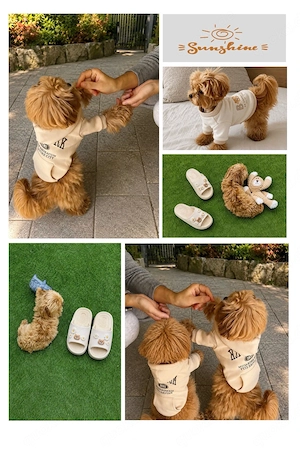 Maltipoo Welpen
