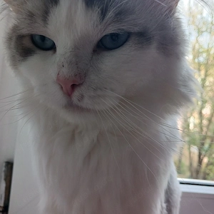 Deckater Katze