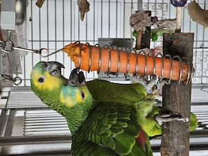 2 Blaustirnamazonen Damen Bild 6