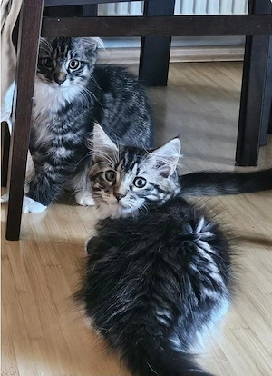 Katzenkitten abzugeben 