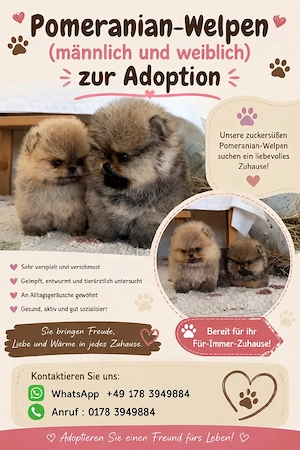 Pomeranian Zwergspitz Welpen!! 01783949884