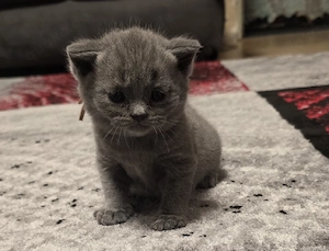 BKH Kitten