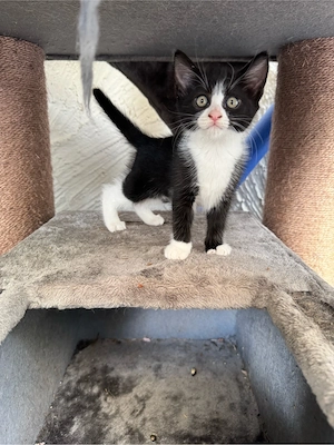 Kätzchen Babykatze 