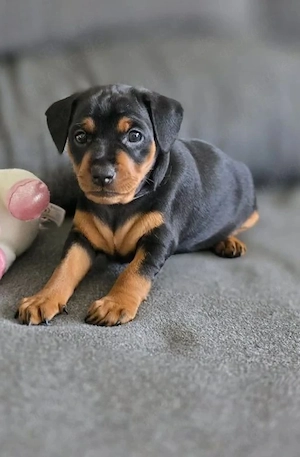 Pinscher-Welpe, weiblich, 6 Wochen   geimpft und gechippt   1.200  