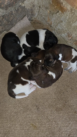 5 Traumhunde suchen ein Zuhause