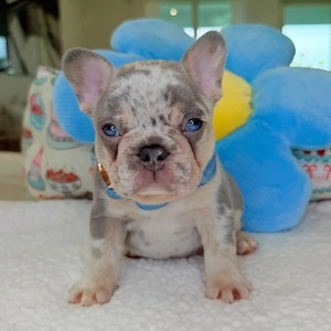 Französische Bulldogge Rema