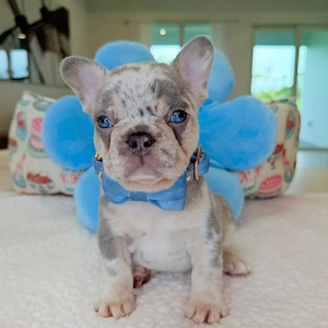 Französische Bulldogge Rema