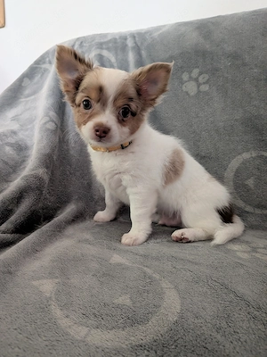 Chihuahua Rüde sucht Zuhause 