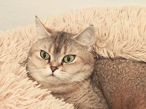 Bkh reinrassige Dame