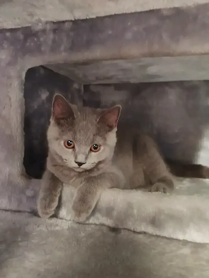 BKH-Chartreux Mixkitten in liebevolle Hände abzugeben. 