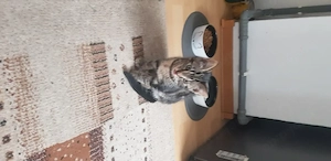 Jung Katze 3 Monate 