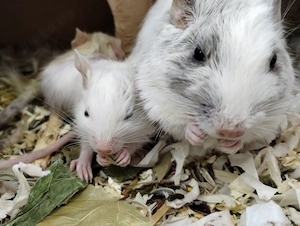 6 mega tolle Degu Buben- Kids,Lilacsuperschecke und Creme- Sandschecken suchen Zuhause im Glück
