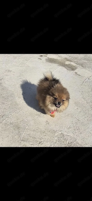 pomeranian hund