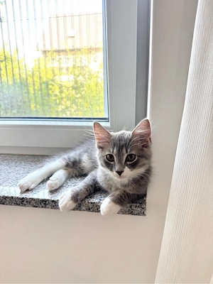 Ragdoll Mix Kitte