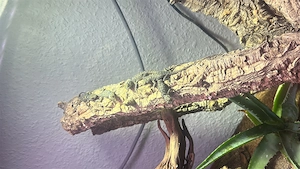 Sceloporus Cyanogenys Blauer stachelleguan 