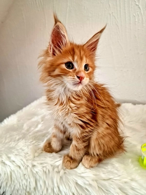Main Coon Kitten   Bild 2