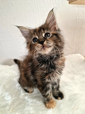 Main Coon Kitten