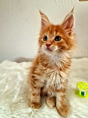 Main Coon Kitten   Bild 3