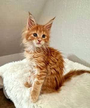 Main Coon Kitten die beiden Elternteile haben Stammbaumpapiere 