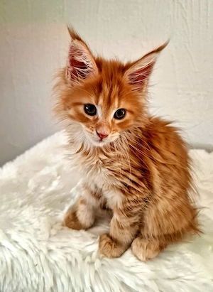 Main Coon Kitten   Bild 5
