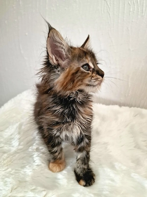 Main Coon Kitten   Bild 9