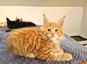 Main Coon Kitten   Bild 7