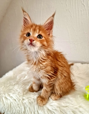 Main Coon Kitten   Bild 4