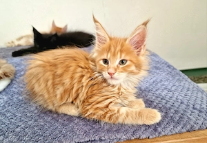Main Coon Kitten   Bild 6