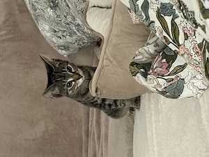 Süsse kitten 4 Wochen alt 