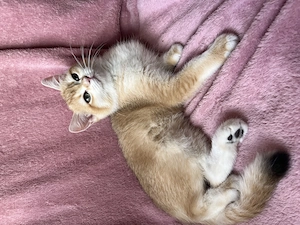 BKH Kitten Golden Stammbaum ABHOLBEREIT Geimpft 
