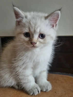 Kitten Perser British Kurzhaar 1 Wurf