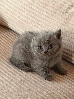 BKH Kitten