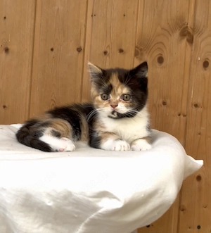 Bkh Kitten, reinrassig und verschmust, abholbereit