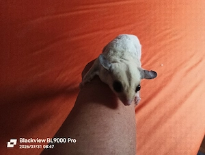 Zwei Sugar Glider Jungtiere Weibchen 