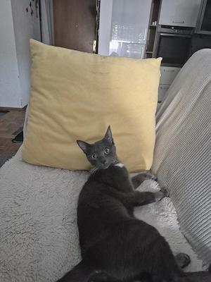 Katze zu verkauf