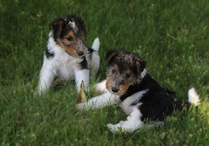 Foxterrier Welpe. Rüde.