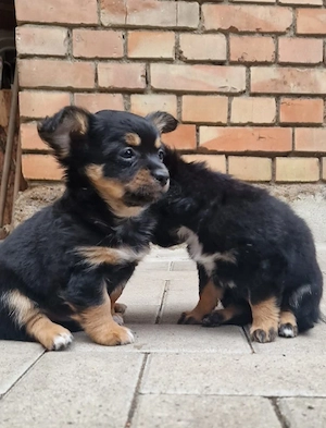 reinrassige Chihuahuas Babys 